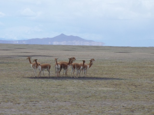 Poopo vicuñas