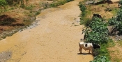 La contaminación del Rocha vulnera los derechos a la salud, agua y soberanía alimentaria de los cochabambinos