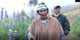 VIDEO: El tarwi y sus beneficios (Cóndor Huta - Ayopaya)