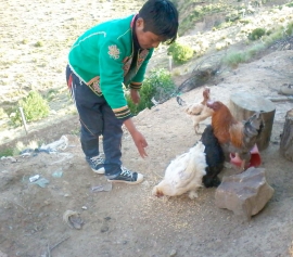 FOTOREPORTAJE: “Familias campesinas mejoran la crianza de gallinas”