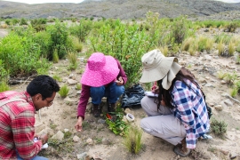Uso de plantas nativas para la restauración de ecosistemas degradados por actividad minera