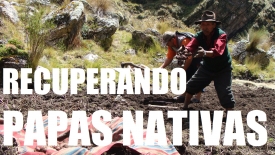 Experiencias de la recuperación de papa nativa en comunidades andinas