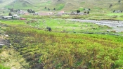 CHILLAVI: Ñawparinku papa uqhariypi - Se adelantó la cosecha de papas en norte Ayopaya