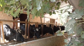 Productores de leche: VENTA DE LECHE DEL PRODUCTOR AL CONSUMIDOR