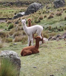Crianza de Llama y Alpaca en comunidades de Ayopaya