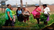 VIDEO: Mujeres Agricultoras y huertos familiares frente al coronavirus
